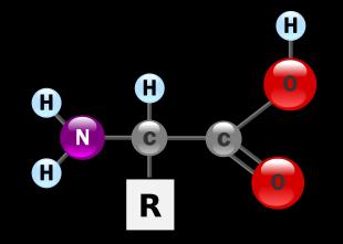 Gli amminoacidi Molecole anfotere Gruppo basico gruppo amminico Carbonio alpha Ha le sue 4 valenze legate a 4 atomi/gruppi di atomi differenti, ciò le rende asimmetrico e porta alla formazione di