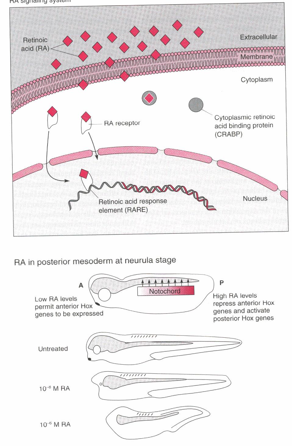 Geni omologhi ai geni omeo5ci di Drosophila sono presen5
