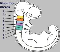 sviluppo dei rombomeri si altera, e di conseguenza