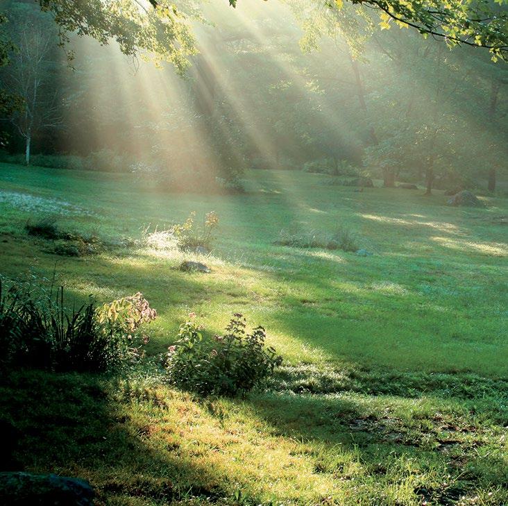 L impegno per l ambiente. Da 60 anni Kimono promuove l uso del legno nel rispetto della natura.