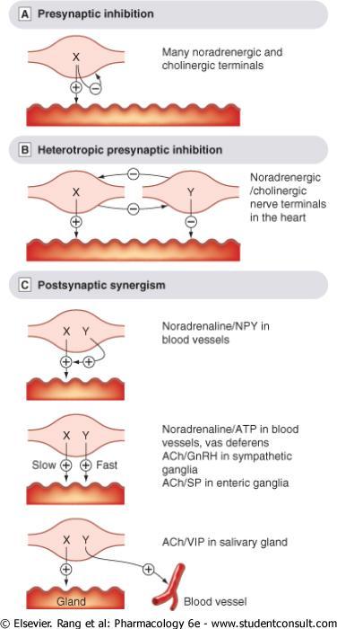 Alcuni esempi di co-trasmissione e neuromodulazione. A. Autoinibizione presinaptica. B. Inibizione presinaptica eterotropica. C.