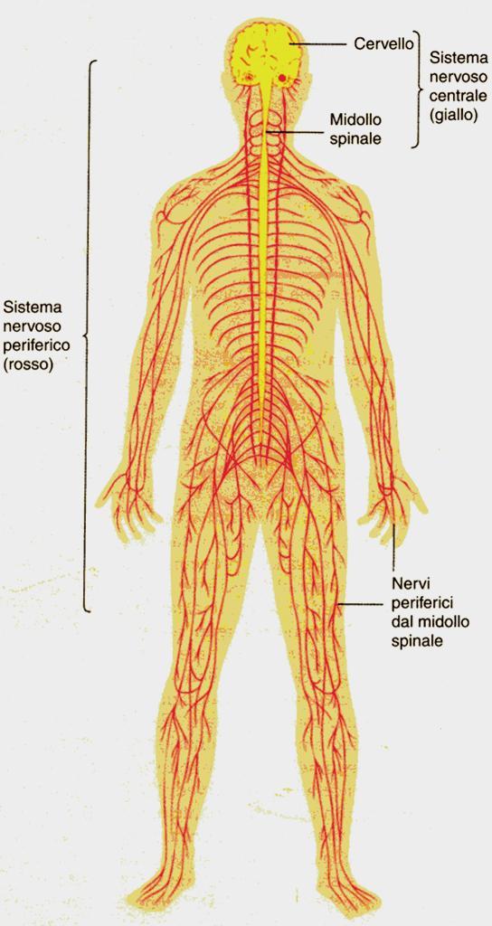 SISTEMA NERVOSO Il principale coordinatore delle funzioni dell organismo Responsabile di: percezioni comportamento memoria riconoscimento apprendimento immaginazione ragionamento astratto pensiero