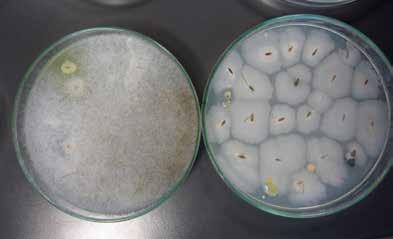 Da notare nella piastra con semi bioattivati che i funghi parassiti (macchie gialle e macchie nere) vengono bloccati negli