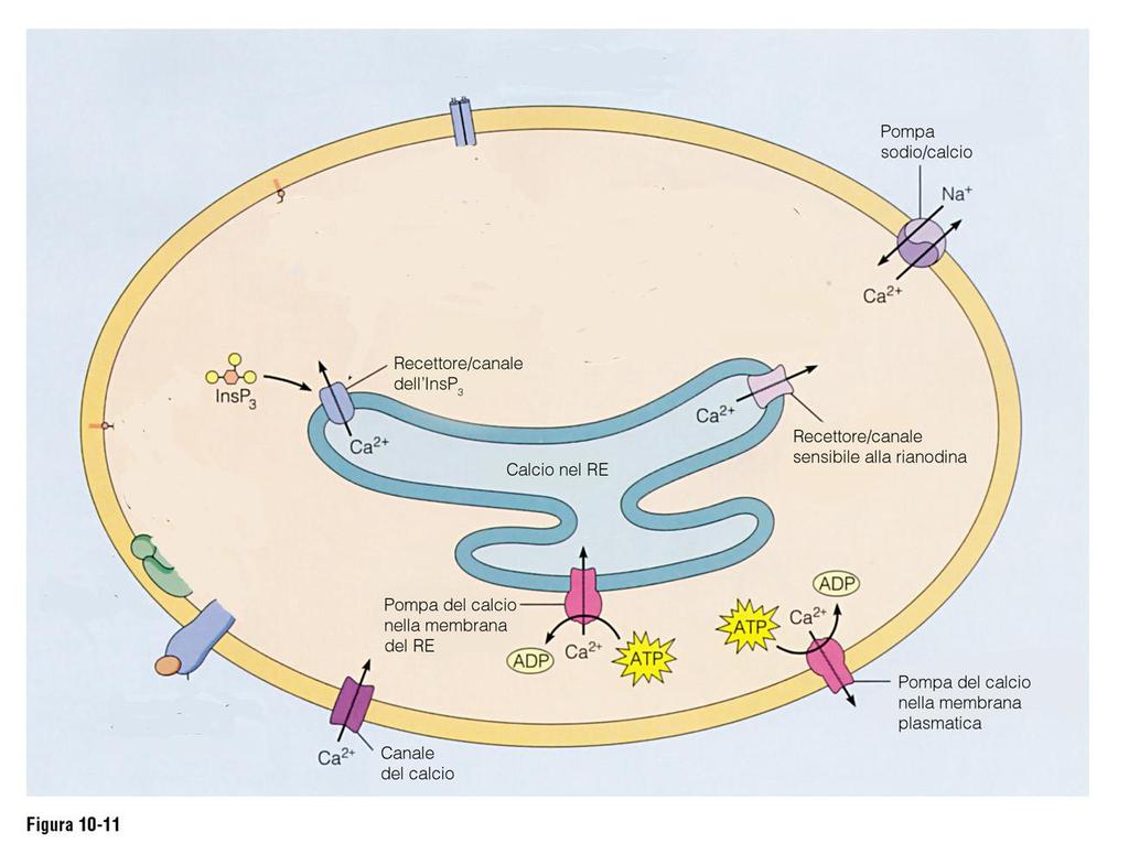 Sequestro e rilascio di ioni calcio ATPasi pompano Ioni calcio all interno del RE che viene