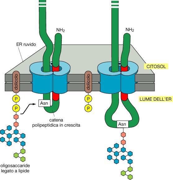 oligosaccaride comune a catene di asparagina L