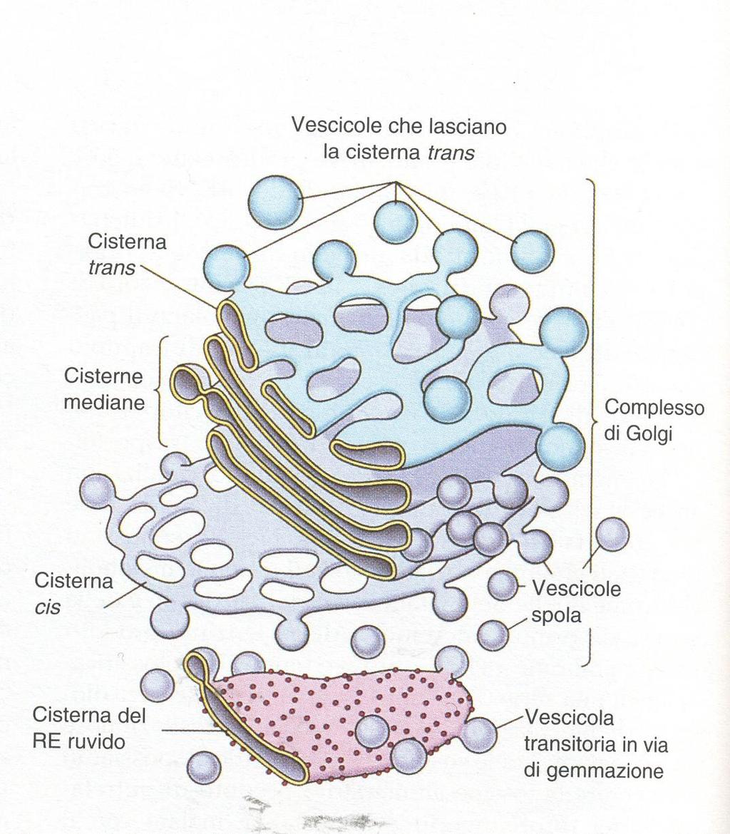 Il complesso di Golgi collabora con il reticolo endoplasmatico nella sintesi e smistamento di