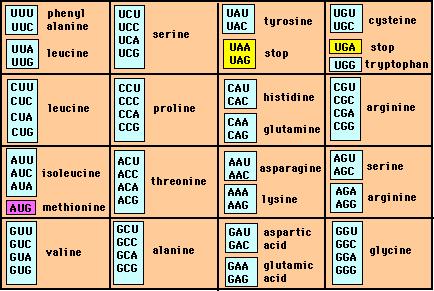 Il codice genetico Per un limitato numero di geni batterici, il codone UGA codifica un ventunesimo aminoacido: la