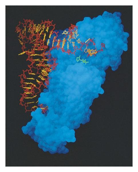 (complementare a un particolare codone dell mrna).