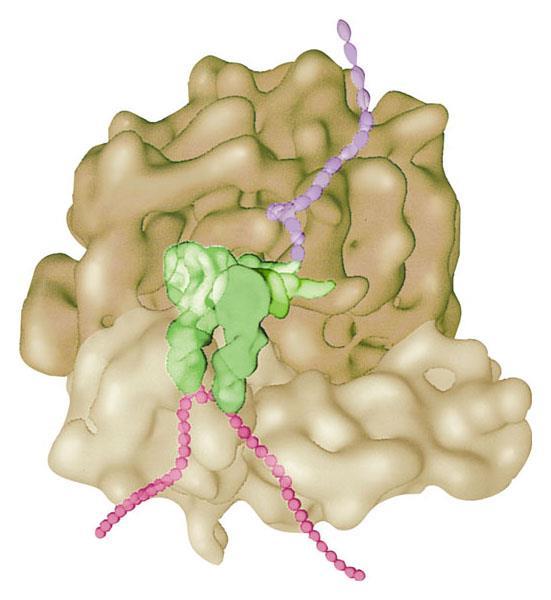 Gli altri attori della traduzione Un ribosoma è costituito da due subunità, ciascuna formata da proteine e da grandi quantità