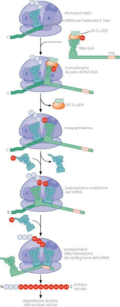 L assenza di codoni di stop su mrna tronchi o mutati potrebbe portare allo stallo dei ribosomi impegnati nella loro traduzione.