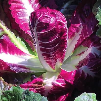 Radicchio rosso mezzo lungo Giove F1 Pianta molto vigorosa a ciclo medio precoce con buona resistenza alla prefioritura al freddo.