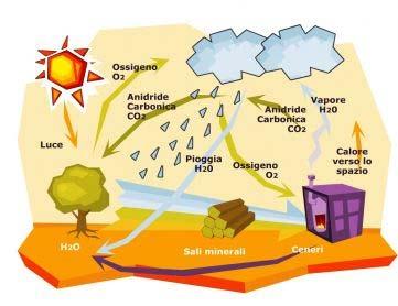 Le biomasse In campo energetico, il termine biomassa indica diversi prodotti di origine principalmente vegetale, e solo in misura minore animale, utilizzati per produrre energia: residui agricoli e