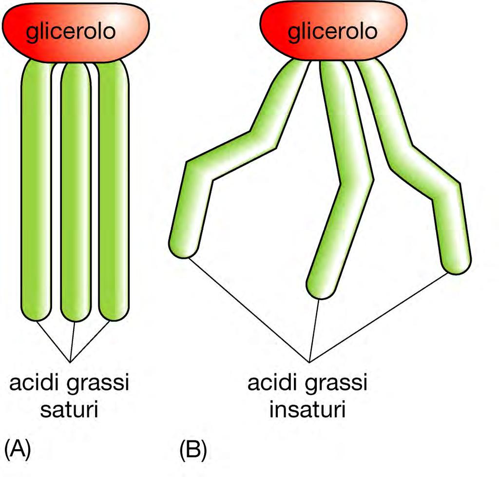 I triacilgliceroli Tre catene di acido