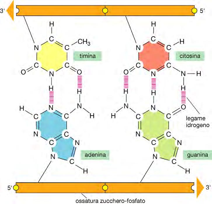 Le basi complementari si appaiano (A e T; C e G) e stanno all interno della doppia elica Energeticamente favorevole Le due ossature zucchero fosfato mantengono sempre la stessa distanza (stesso