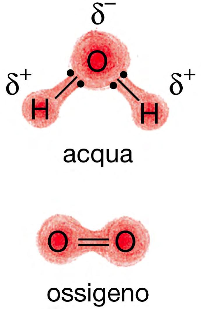 Legame covalente polare Gli elettroni sono condivisi in modo ineguale Molecola polare dell acqua δ +