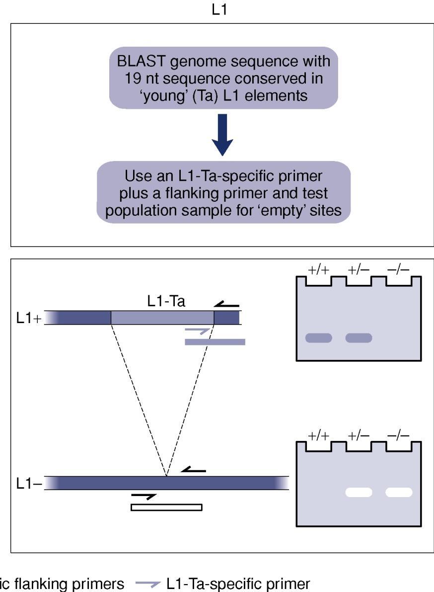 Identificazione e tipizzazione di polimorfismi LINE1 Identificazione: ricerca in database di elementi LINE1 giovani (famiglia Ta), che hanno una