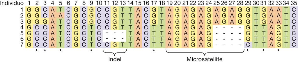 * SNPs SNPs hanno solo 2 alleli e quelli polimorfici (frequenza maggiore del 5%) sono presenti, nel genoma umano, ogni 300-1000 basi.