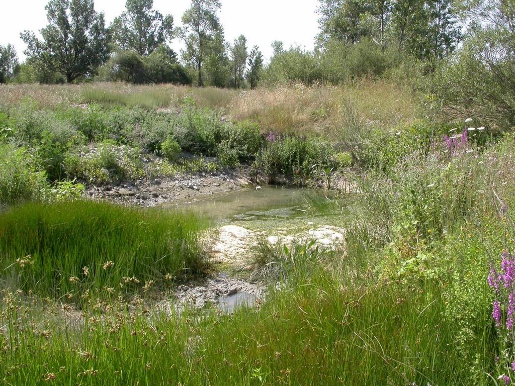 Gli anfibi degli ambienti fluviali piemontesi: Biodiversità e conservazione Dott.
