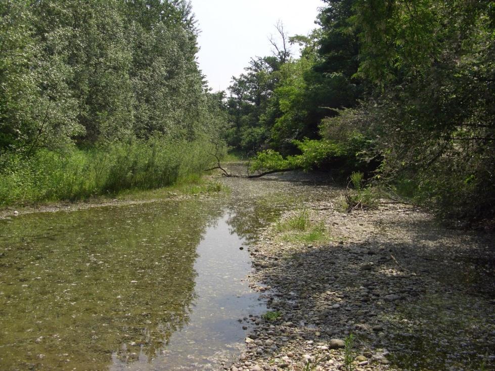 principalmente dall azione delle piene fluviali che creano un mosaico mutevole di habitat differenti.