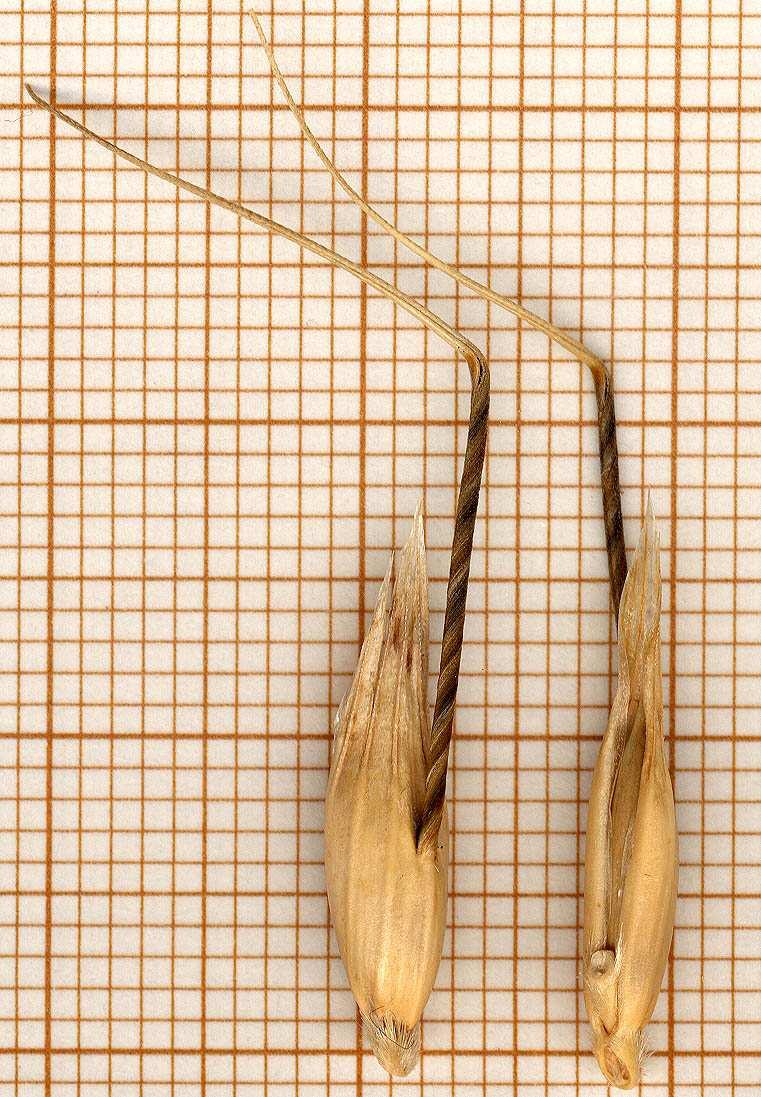 Nel campione di analisi, talvolta sono presenti altri tipi di avena, definiti fatuoidi, originati da incroci naturali. Le avene fatuoidi possono essere omozigoti od eterozigoti.