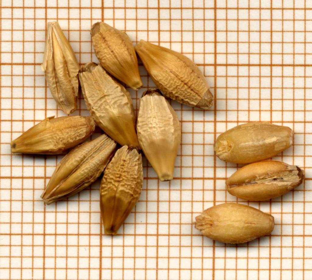D. Altri cereali Presenza di cereali diversi da Triticum durum: Contenuto
