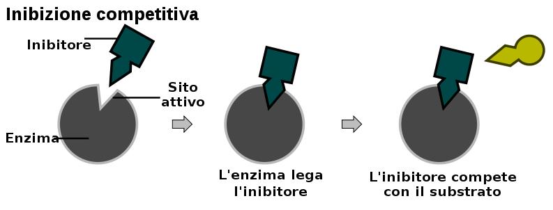 Inibizione reversibile competitiva Nell inibizione competitiva un inibitore si lega con l enzima, impedendo il legame con il substrato.