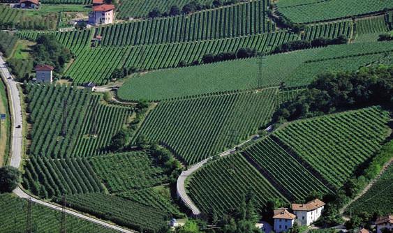 Vigneti della collina di San Nicolò a Trento. L origine della viticoltura Nel germoplasma le evidenze e le risorse per il miglioramento genetico dei vitigni M.