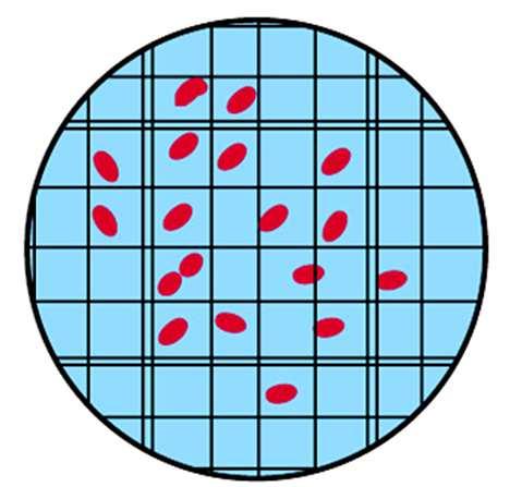 Calcolo del nr di cellule per ml LIMITI: - impossibile distinguere le cellule morte dalle vive; - difficoltà di conta