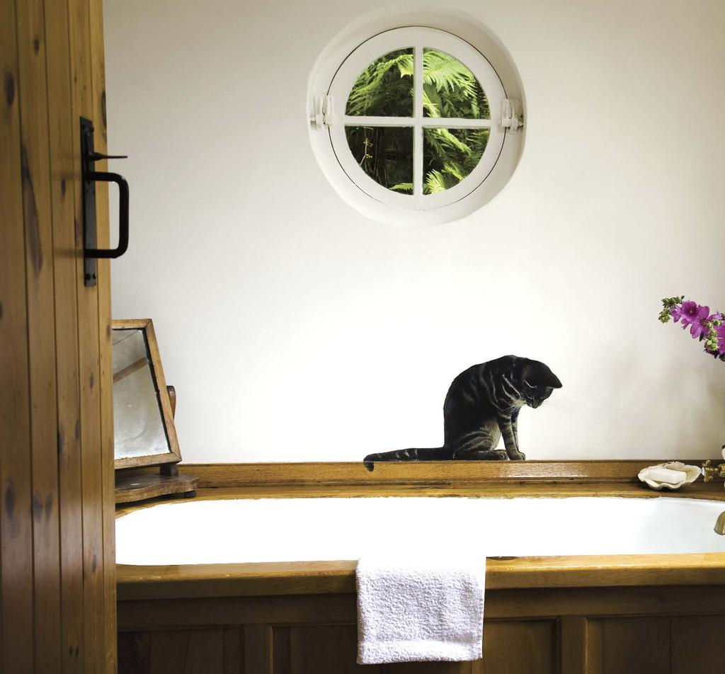 L illusione ottica è perfetta, e lascia senza fiato: il gatto grigio sul bordo in legno della vasca da bagno guarda in basso, come a cercare qualche pesce nell acqua delizioso, e stavolta reale, l