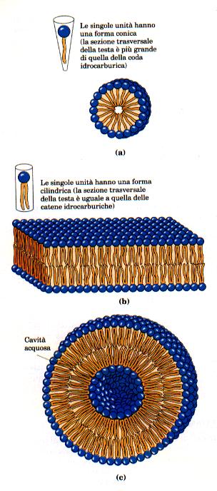 rappresenta un modello base per le membrane