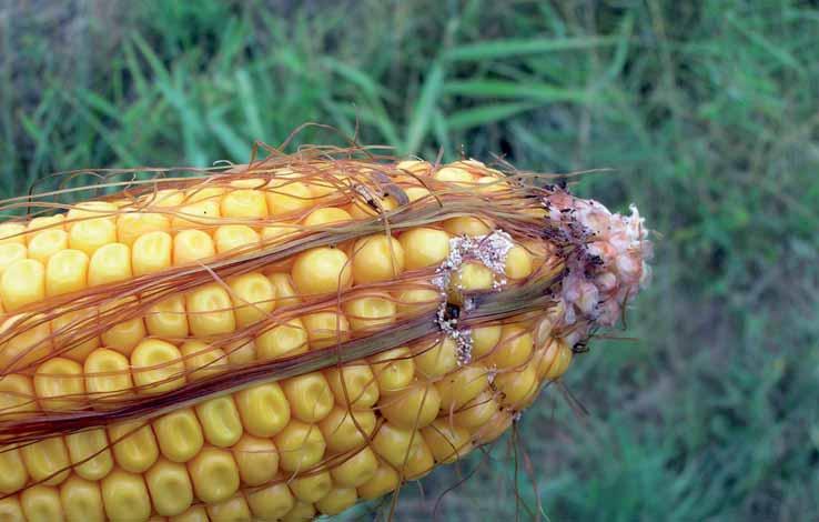 5 piante/m 2 per non indurre condizioni di stress idrico, particolarmente favorevole alla contaminazione da aflatossine.