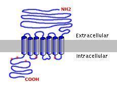 CaR (3q13.3-21) E un recettore accoppiato a proteine G. La sua stimolazione da parte del Ca ++ porta ad attivazione PLC ed inibizione adenilato ciclasi, con riduzione della secrezione di PTH.