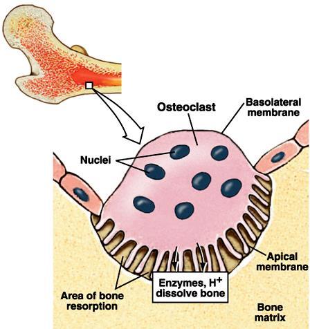 Dinamica ossea L osso è un organo complesso con cellule deputate a un continuo processo di rimodellamento nel quale l osso mineralizzato è riassorbito dagli osteoclasti (liberando calcio e fosfato)