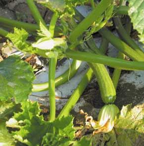 Tabella 3 - Veneto - Indicazioni varietali di zucchino in coltura estiva (indicazione varietale) Produzione commerciabile (kg/m 2 ) Peso frutto (g) mento stilare Afrodite Syngenta Seeds 2,7 121 7 6 8