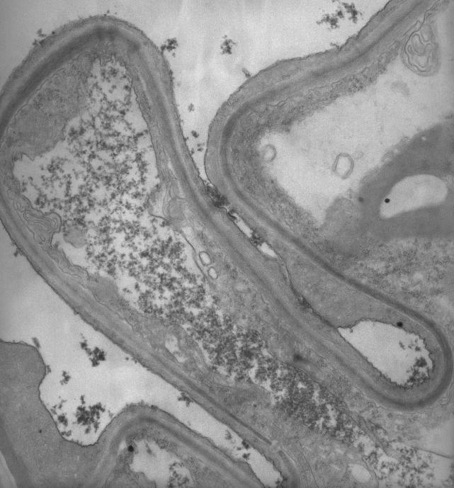 le cellule organizzate in un unico strato