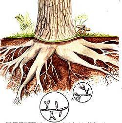 LE MICORRIZE Associazione simbiontica mutualistica tra piante e funghi ZUCCHERI PIANTA FUNGO Nutrizione minerale (P e N)