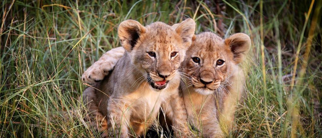I safari sono condotti da rangers locali di lingua inglese che conoscono perfettamente le norme di sicurezza e le abitudini degli animali che si trovano all'interno della riserva.