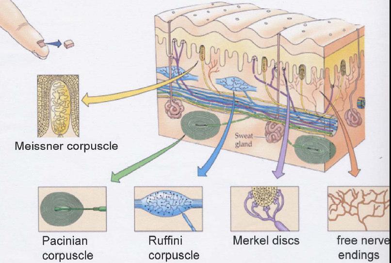 (Hz) Recettori: cellule ciliate cocleari Vie