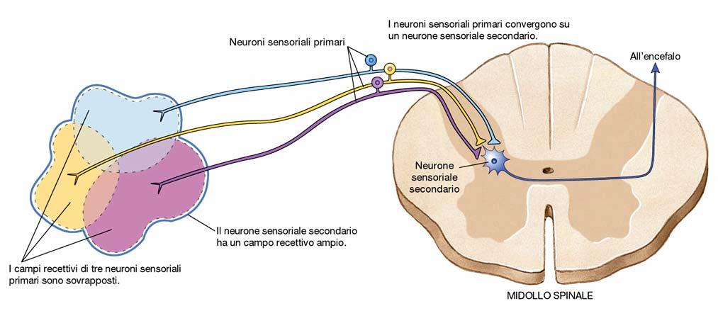 Campi Recettivi dei neuroni sensoriali La convergenza di diversi neuroni sensoriali primari permette a stimoli