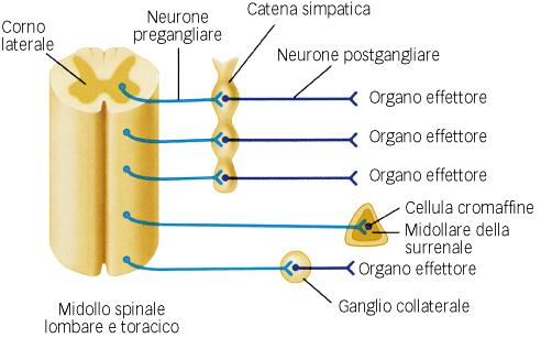 Riepilogo del SNA simpatico La midollare del surrene è una ghiandola neuroendocrina correlata alla branca simpatica; essa può essere