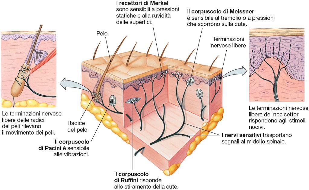 Tipi di rece<ori sensoriali Tutti i recettori cutanei hanno il corpo cellulare nei gangli delle radici dorsali del midollo spinale.