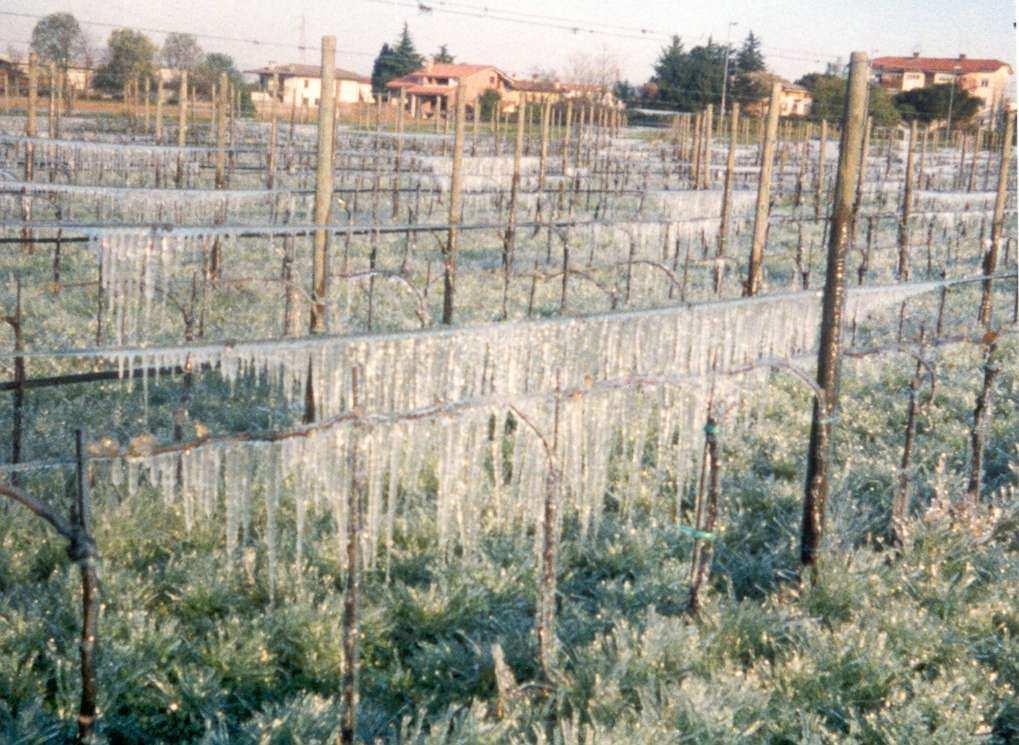 Moraro, 17 aprile 1997 Le colture a maggior rischio sono, fra le erbacee, la bietola alla fase di emergenza e tra le arboree, il pesco, il ciliegio, il susino ed il pero.