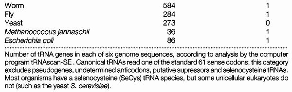 Genes present in multiple copies rrna,