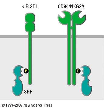 - I recettori inibitori delle cellule NK condividono alcune vie di trasduzione del segnale -KIR 2DL e CD94/NKG2A contengono sequenze ITIM e sono in grado di reclutare le fosfatasi SHP1 e SHP2