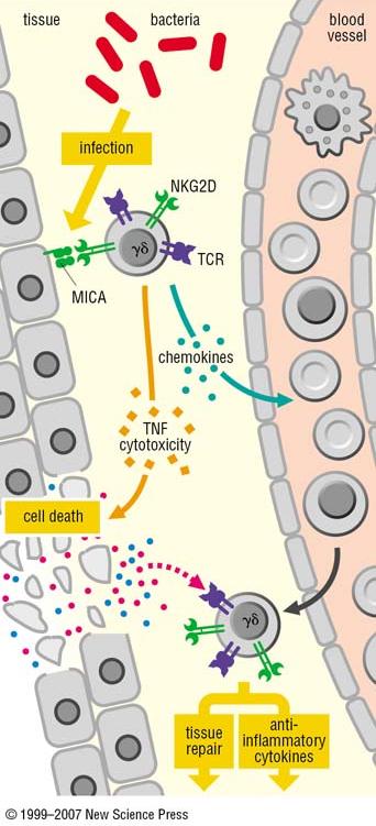 Attivazione delle T γ/δ Sono attivate da peptidi batterici presentati da molecole MHCI non classiche (CD1c), che vengono riconosciute dal recettore γ/δ All attivazione probabilmente partecipano anche