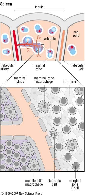 Cellule B della zona marginale - Derivano da un precursore comune che puo dare origine a cellule B follicolari e cellule B della zona marginale (la stimolazione di Notch induce