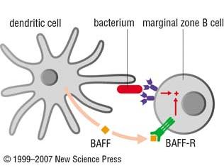 Attivazione dei linfociti B della zona marginale Tali cellule prendono contatto con l Ag sia in forma di immunocomplesso, sia quando esso e legato a cellule immunitarie (cellule dendritiche immature