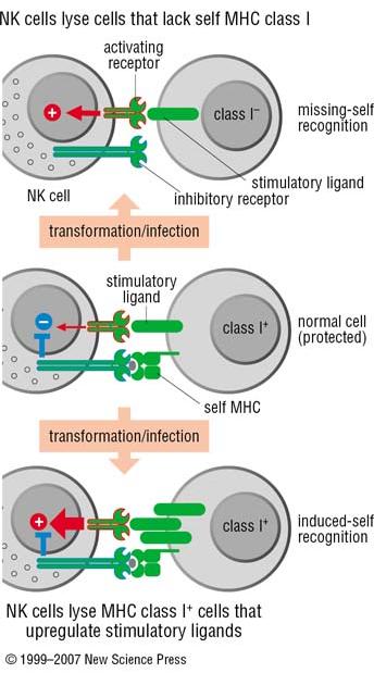 Natural killer Sono attivate quando i recettori attivatori prevalgono su quelli inibitori - Cellule che perdono i ligandi per i recettori