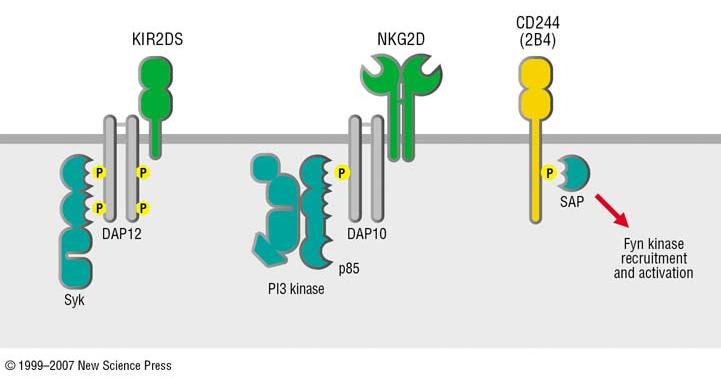 - I recettori attivatori delle cellule NK condividono alcune vie di trasduzione del segnale -KIR ed NKG2D usano DAP12, che contiene le sequenze ITAM ed e in grado di reclutare SYK/ZAP70 NKG2D