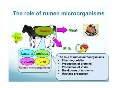 Microbiota Animale influenza Lo